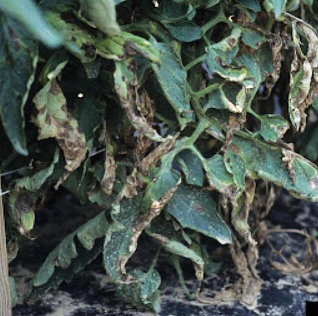 Tomato might be the spottiest vegetable we grow – there are many diseases that can cause leaf spots, and they can all look very similar.