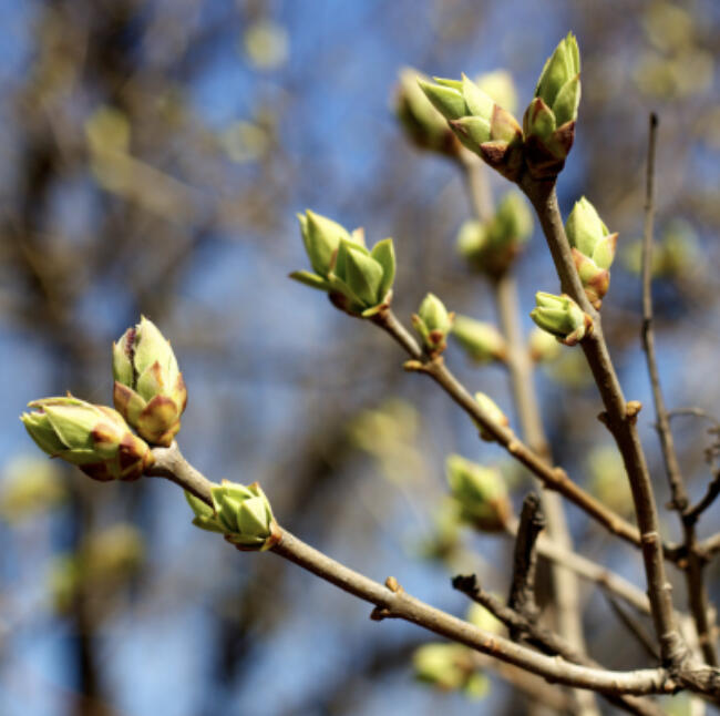 Subtle and spectacular signs of spring are showing up right now.
