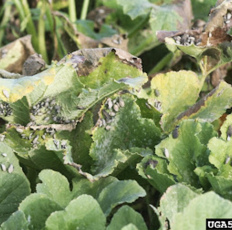 Depending on your market, you are a month or two out from pumpkin prime-time. After dodging the early season weeds and persistent cucumber beetles, it can be tempting to focus on other crops or prepping for fall visitors.