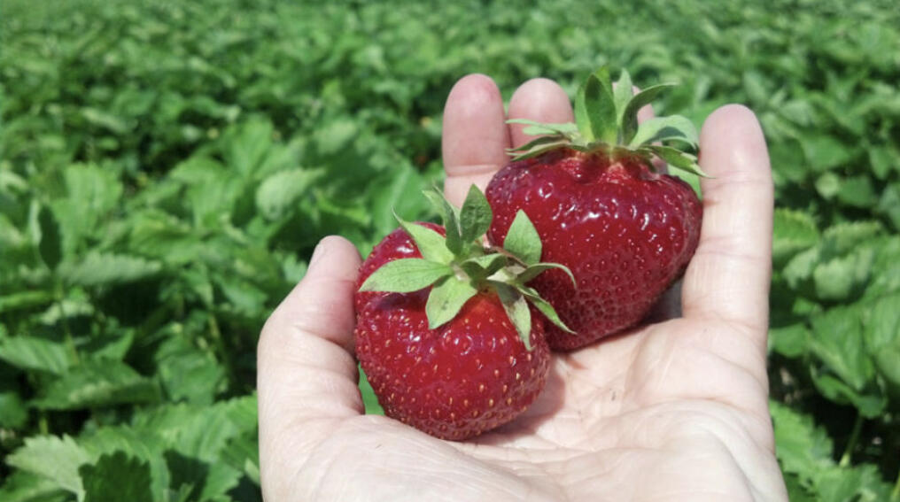 Opportunities and challenges of growing strawberries organically in the Midwest.