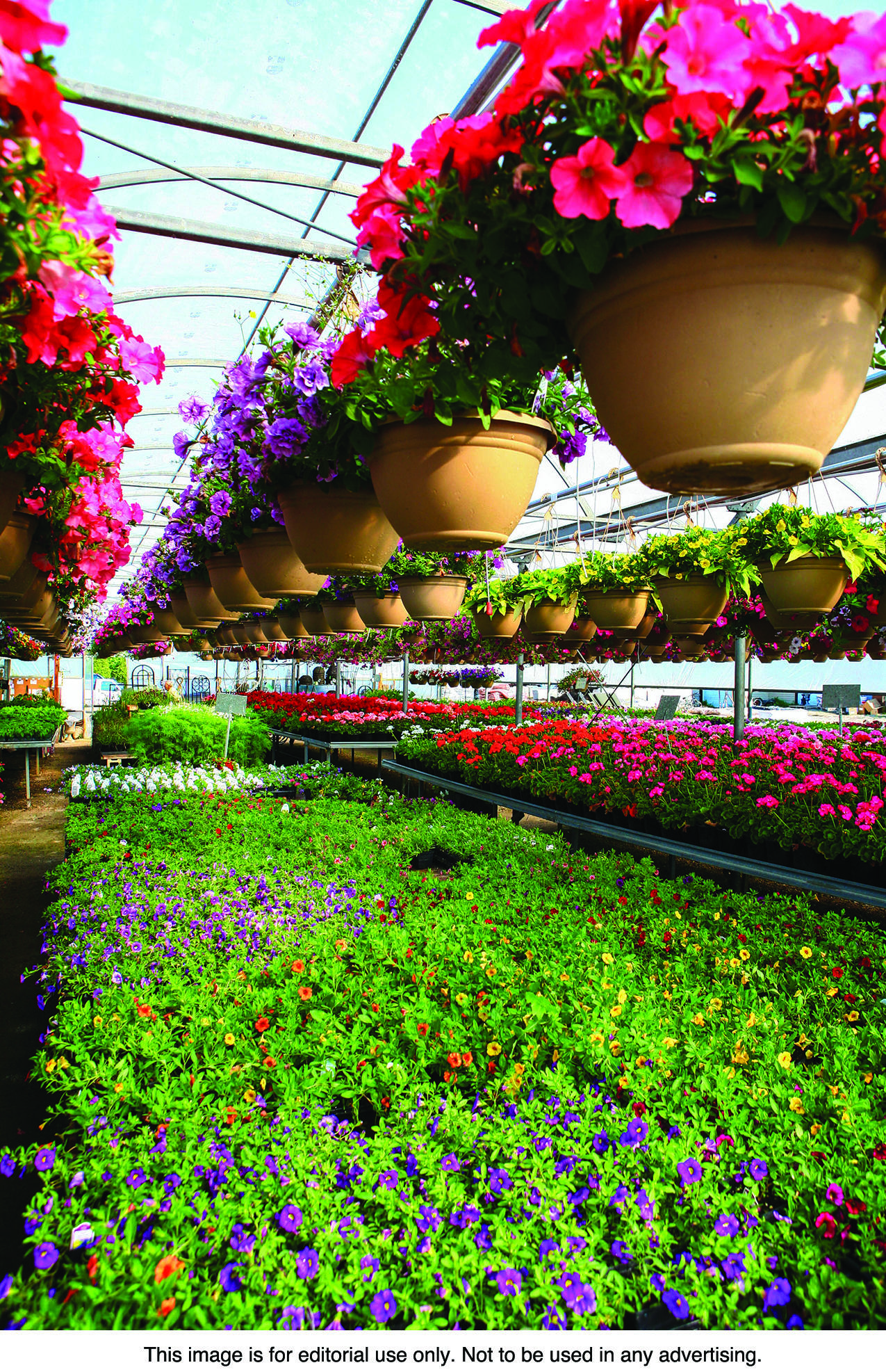 Local garden centers can be excellent resources for gardeners planting perennial gardens for the first time.