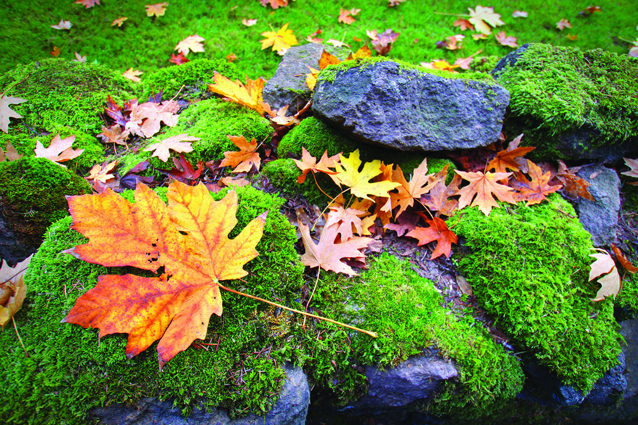 Moss may look whimsical on stones in the woods, but most homeowners would prefer their lawns be free of it.