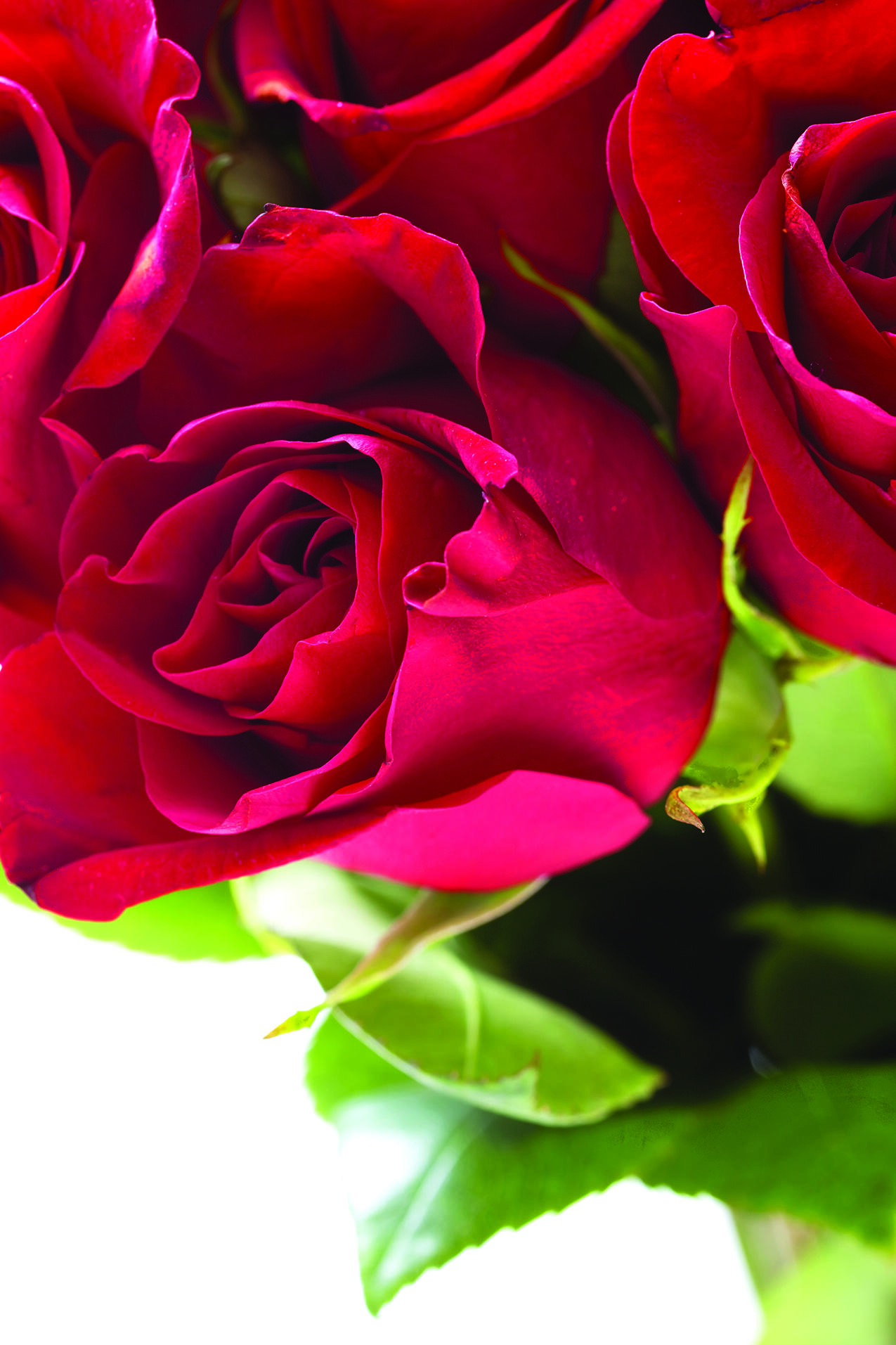Roses can be costly, and recipients may want to do their bests to ensure the flowers last as long as possible.