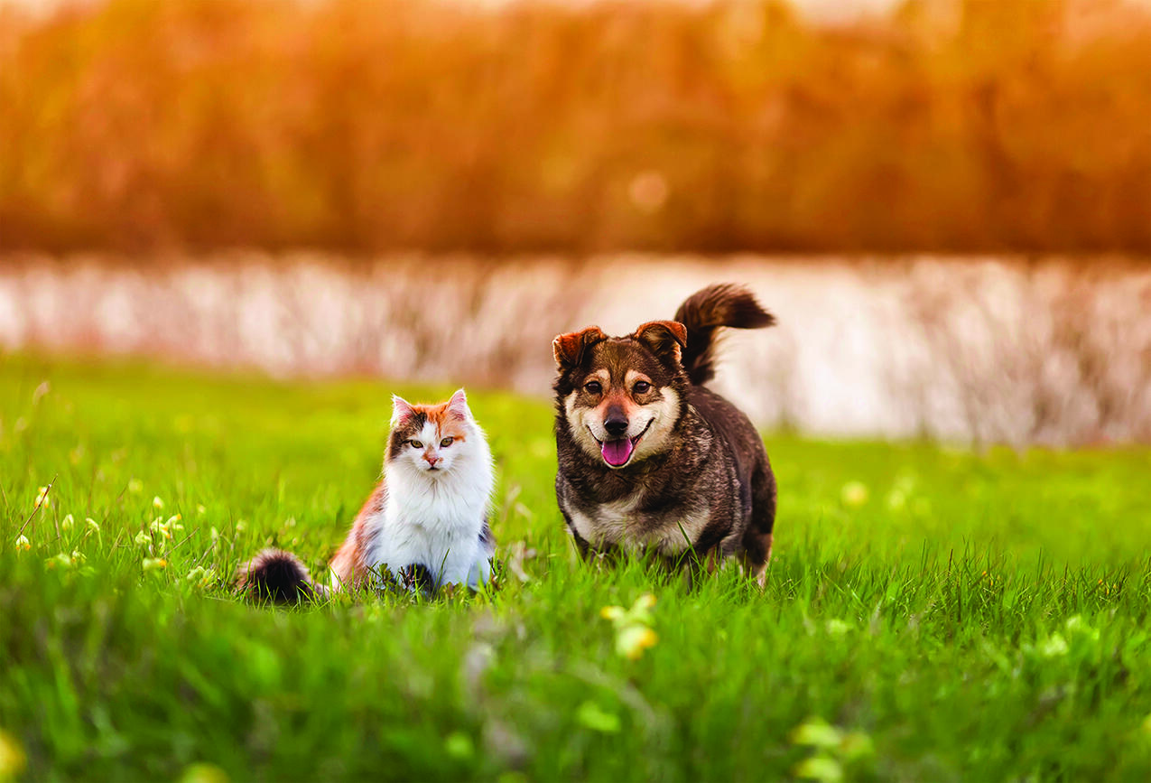 Pet owners who aspire to have beautiful lawns will have to take a few extra steps to ensure lawns can persevere despite the presence of furry companions.