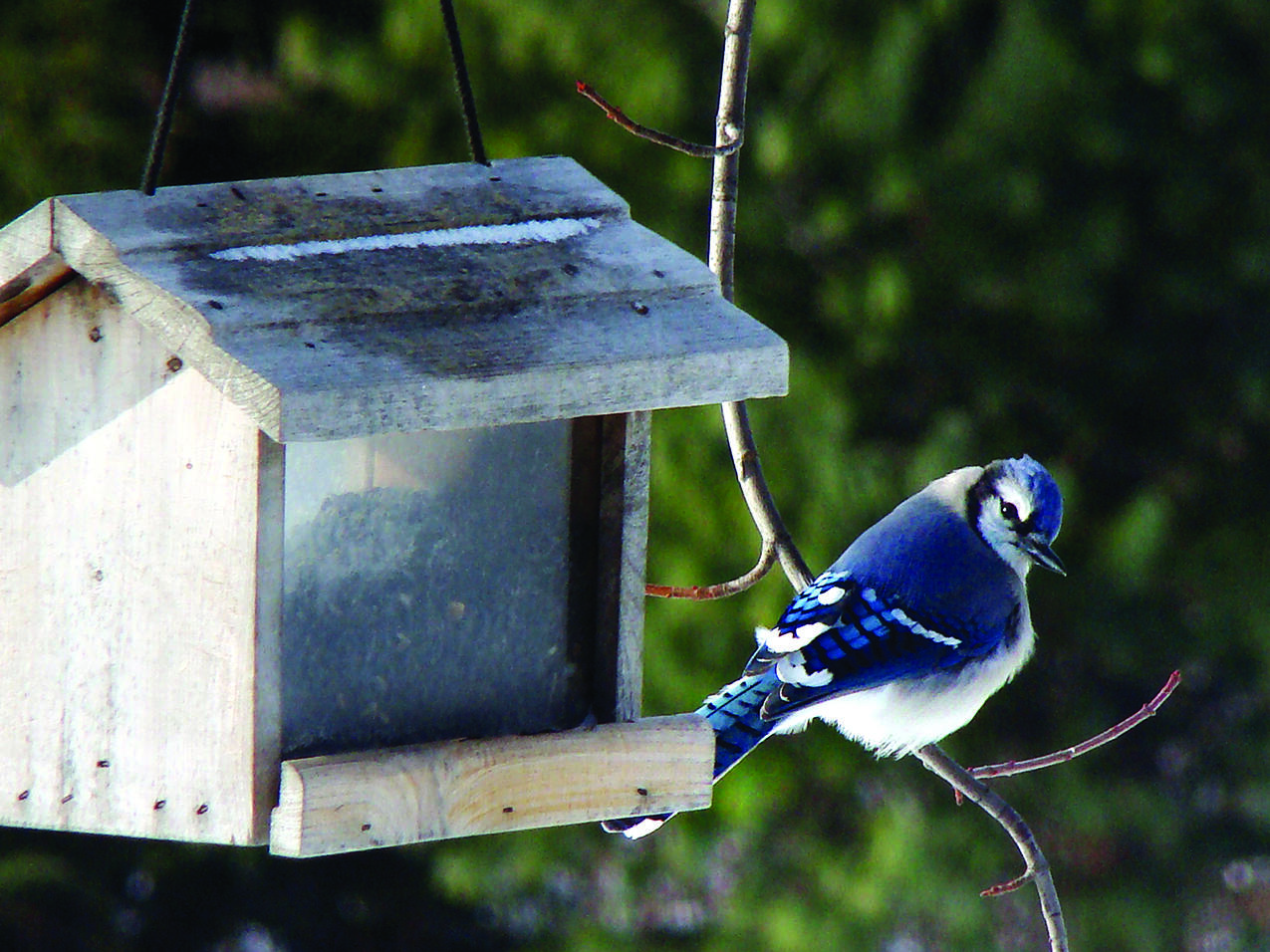 The following are various types of feeders to consider.