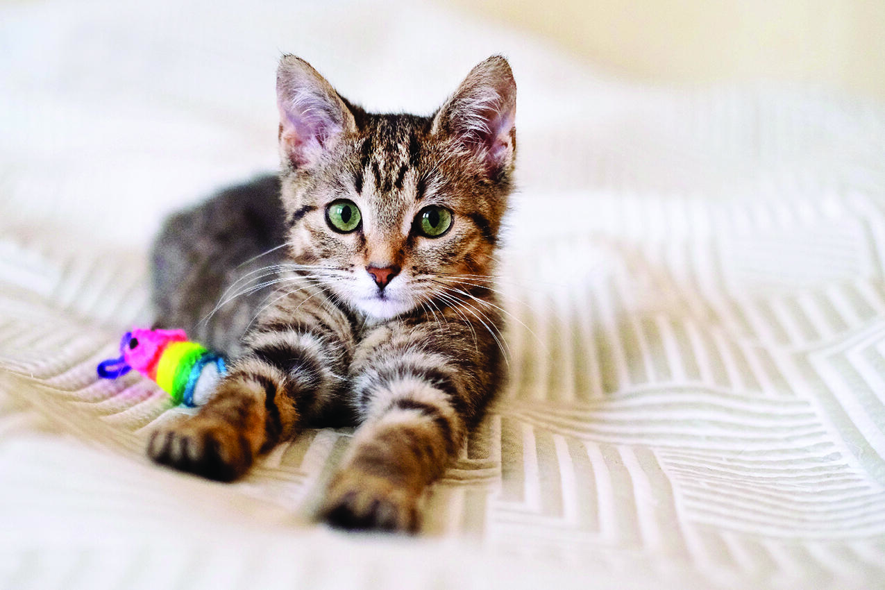Cat overpopulation can be controlled if people learn more about how to keep cats safe and happy, which starts with spaying.