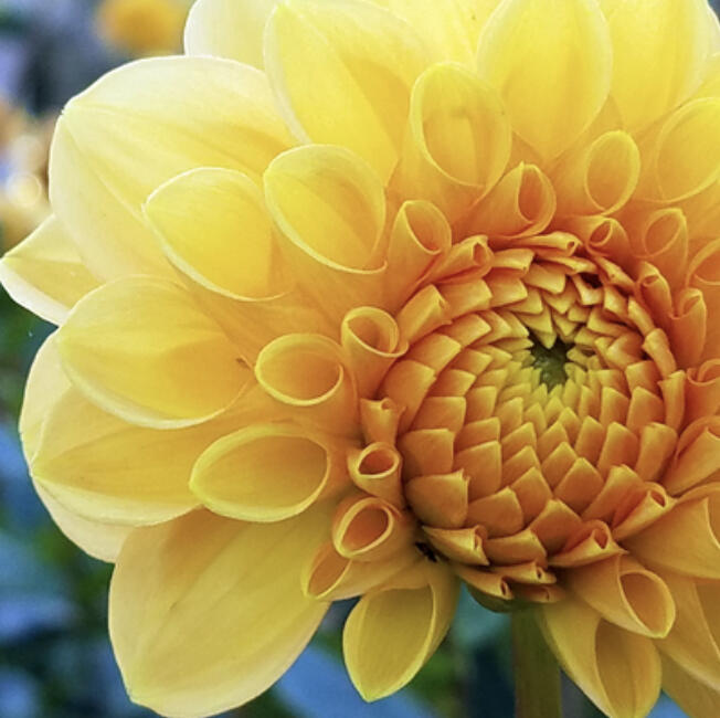 Dig up and store tender bulbs like dahlias and gladiolas over the winter to keep them for next spring.