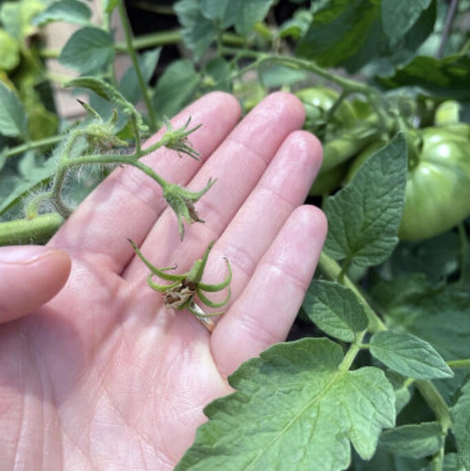 Bushy cucumber plants with no fruit, tomatoes not ripening, and beans with no flowers? We answer questions about your poorly yielding vegetable garden.