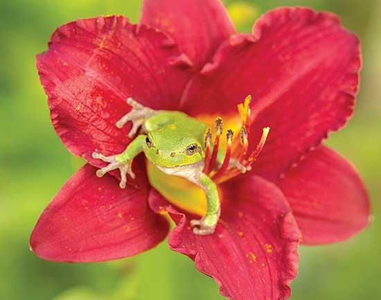 Gray tree frogs rarely leave wooded areas, but can be found in gardens and around homes. They are often attracted to the insects, which is their main diet, in the gardens or to a porch light on the house that attracts insects. (Photo by Stan Tekiela)