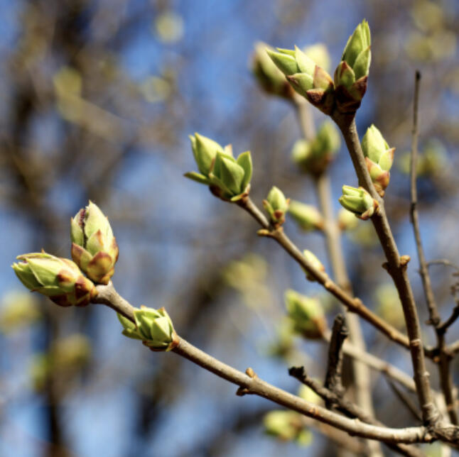 As you are selecting trees to plant next spring, diversify your landscape or woodland by planting multiple species of trees and shrubs.