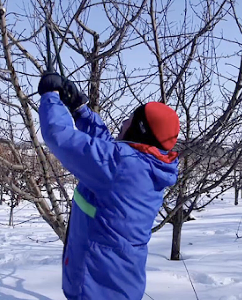 The ability to back up with already established free-standing apples trees can be challenging.