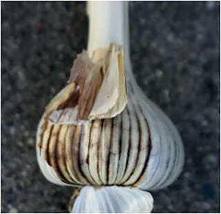 Garlic with discolored wrapped due to aster yellows. Photo: UMN Extension.