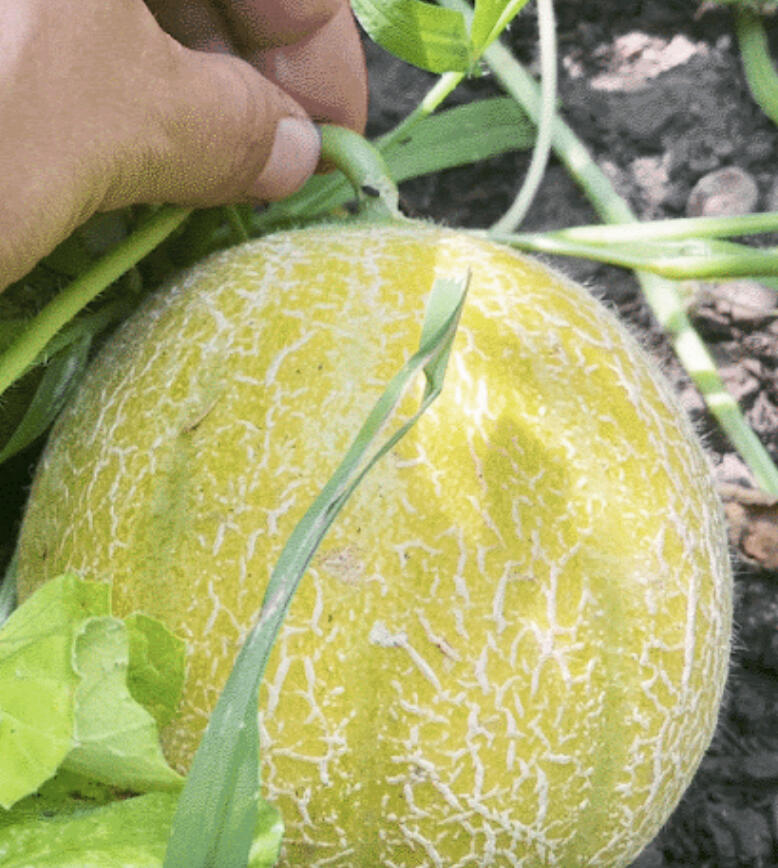 This week's update includes a review of melon ripeness.