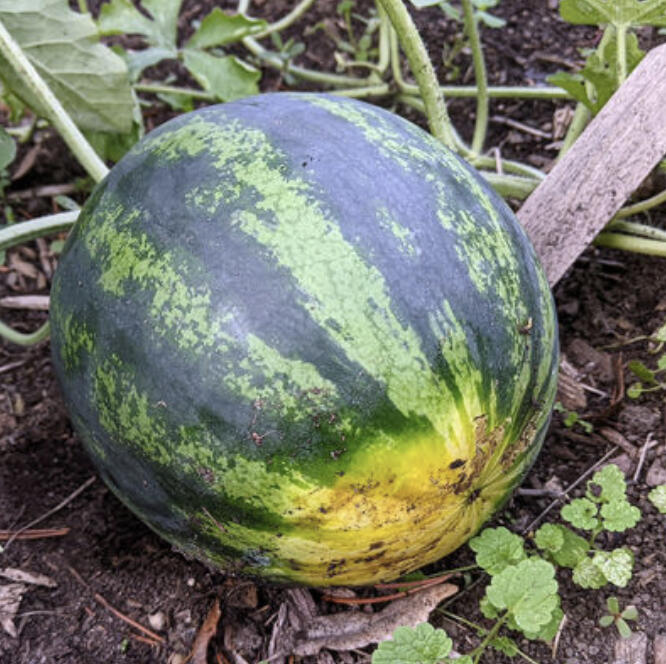 How do you know if your melons are ready to pick? This quick guide to harvesting ripe and delicious melons also covers squash and pumpkins, which seem to be ripening ahead of schedule this year.