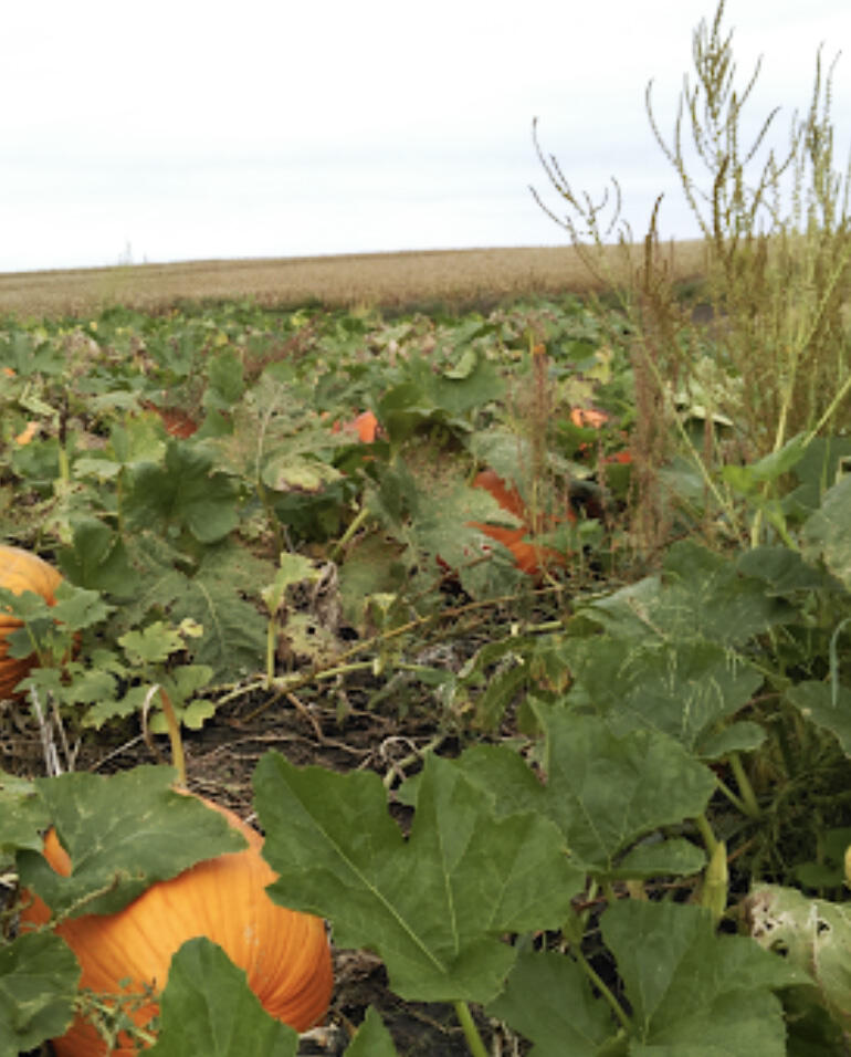 With their long season and spreading growth habit, pumpkins often present a weed control challenge.