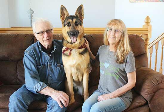 Roger, left, and Sherry Curtis, right, with their German Shepherd, Zhiva, middle. Following the Allina Clinic shooting, Zhiva was offered free training and boarding so she could better support her humans as they heal. (Photos by Shelby Hulstein)