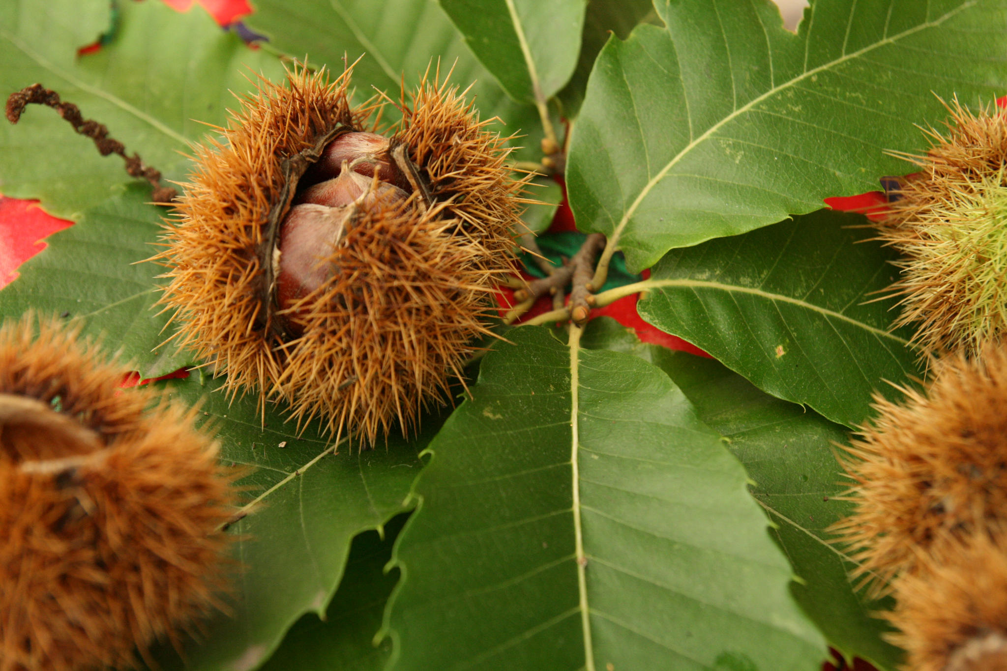 Seed can be collected from a variety of different plants, even chestnuts.