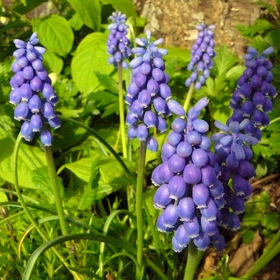 Plant spring bulbs now for spectacular spring blooms.